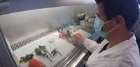 colpo di fuoco _laboratorio diagnosi FEM