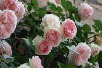 Coltivare-rose-perfette-in-soli-cinque-pomeriggi_medium