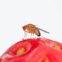 drosophila suzukii su frutta
