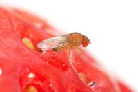 Drosophila Suzukii