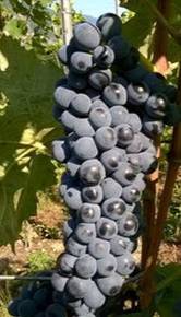 F22P10 - Incrocio Teroldego x Merzling F22P10 - Incrocio Teroldego x Merzling