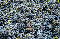 FEM vendemmia 2022 1624 LR