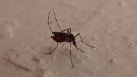 Femmina di zanzara tigre (Aedes albopictus) con pasto di sangue- 2