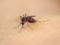Femmina di zanzara tigre (Aedes albopictus) con pasto di sangue
