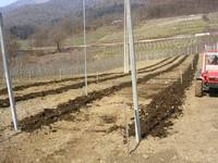 Fig. 38 – distribuzione del letame maturo lungo la fila prima dell’impianto del frutteto