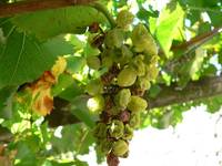 flavescenza_dorata