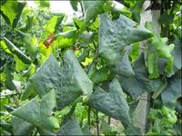 fLAVESCENZA_DORATA_3