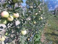 frutticoltori a lezione a maso part 2