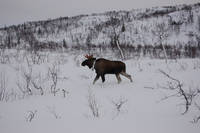 GPS-collared male moose_CMR