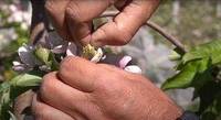 impollinazione artificiale del melo per creare nuoi incroci
