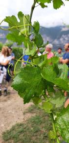 IMPRENDITORI AGRICOLI