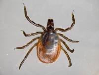 ixodes ricinus0001- zecca
