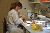 laboratorio_analisi vespine