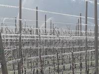 meleti a Trento sud in azione difesa antibrina foto mattina 18 marzo - 3 (3)