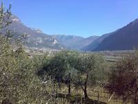 Olivi_Trentino