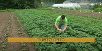 orto