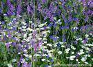Piante-officinali-nuova-risorsa-per-valorizzare-la-montagna_medium