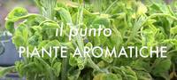 punto aromatiche