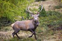 RED_DEER_STELVIO1