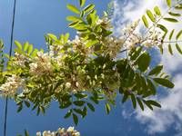 Robinia Overhead