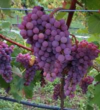 Souvignier gris fronte e retro 2