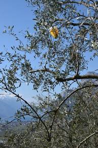 trappola Mosca olearia
