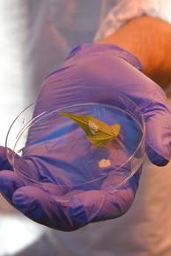 Uova CIMICE