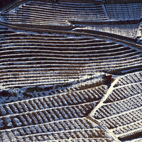 vigne sotto la neve