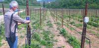vigneto smart 4