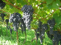 Vino e marketing, a San Michele la Wine Intelligence di Londra