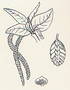 Carpino nero