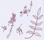 Frassino