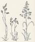 Graminacee