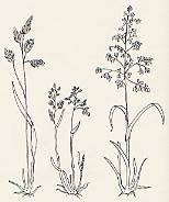 Graminacee