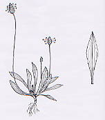 Piantaggine