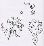 Quercia 