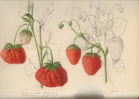 Antiche varietà di fragola e piccoli frutti