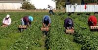 https://www.valigiablu.it/caporalato-lavoro-sfruttamento/