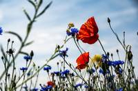 20.05.2023 - Giornata Nazionale della Biodiversità di Interesse Agricolo e Alimentare