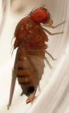 Drosophila suzukii: pubblicazioni e libri in Biblioteca