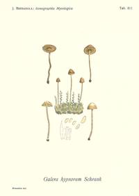 Iconographya mycologica