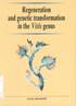 Regeneration and genetic transformation in the Vitis genus