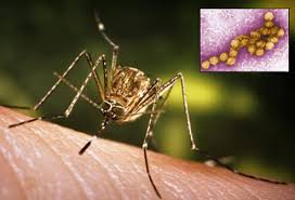 N. 1 (one) temporary position for 36 months as third band Researcher in virology and molecular eco-epidemiology (212_CRI_VME) - deadline November 27...