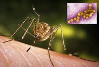N. 1 (one) temporary position for 36 months as third band Researcher in virology and molecular eco-epidemiology (212_CRI_VME) - deadline November 27...