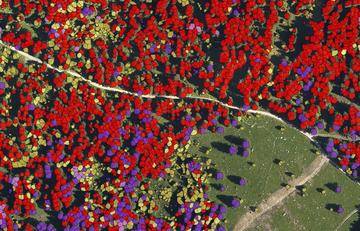 N. 1 (una) posizione a tempo indeterminato di Ricercatore di terzo livello nel settore del Remote sensing applicato al settore forestale (182_CRI_RS...