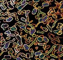N. 1 (uno) posizione a tempo indeterminato di Ricercatore di terza fascia nel settore della nutrizione e nutrigenomica per lo studio degli effetti d...