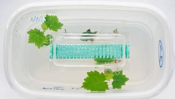 N. 1 (una) posizione a tempo indeterminato di Ricercatore di terzo livello nel settore delle Biotecnologie applicate alla vite (289_CRI_BAV) - scade...