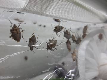 Addetto tecnico di quarto livello nel settore della frutti-viticoltura e della protezione delle piante - Selezione per la formazione di una graduato...