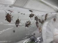 Addetto tecnico di quarto livello nel settore della frutti-viticoltura e della protezione delle piante - Selezione per la formazione di una graduato...