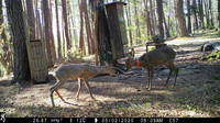 N. 1 (one) temporary position for 24 months* as Fourth level researcher (R4) in the field of animal ecology (300_CRI_RAE) - deadline for application...
